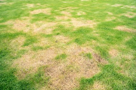 Drought Symptoms And How To Fix It
