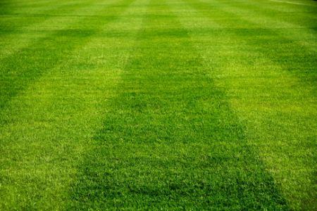 How Professional Lawn Care Services Make Life Easier