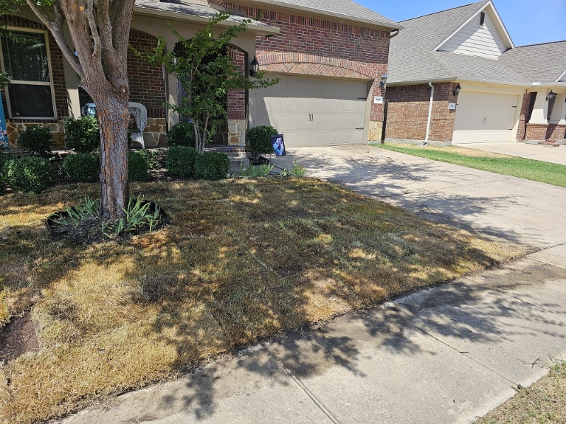 Transform Your Lawn with Premium Sod Replacement in Rockwall, TX
